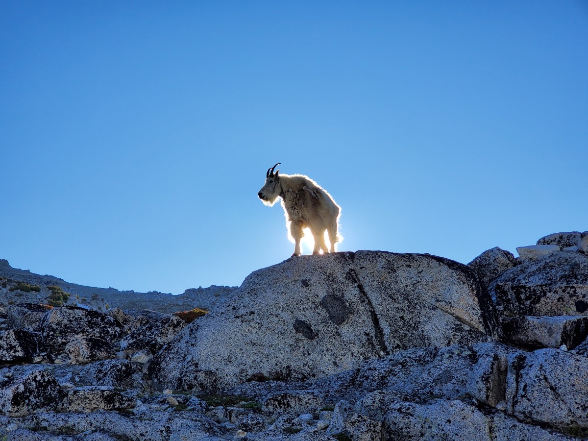 Goats in the Enchantment&nbsp;Lakes